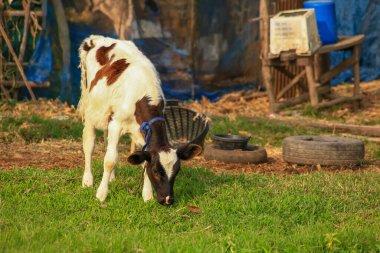 Buzağılar Tayland 'da pirinç tarlasında mutlu bir şekilde otluyor, küçük inek.