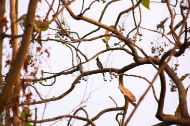 Bir kuş, bir ağaçta avını arıyor, Grandis.