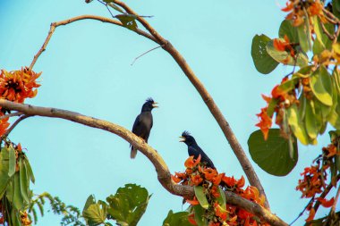 Bir kuş, bir ağaçta avını arıyor, Grandis.