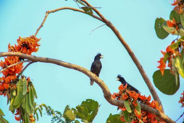 Bir kuş, bir ağaçta avını arıyor, Grandis.