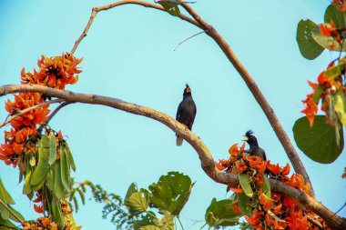 Bir kuş, bir ağaçta avını arıyor, Grandis.