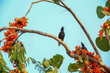 Bir kuş, bir ağaçta avını arıyor, Grandis.
