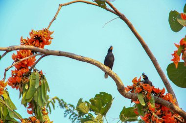 Bir kuş, bir ağaçta avını arıyor, Grandis.