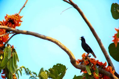 Bir kuş, bir ağaçta avını arıyor, Grandis.