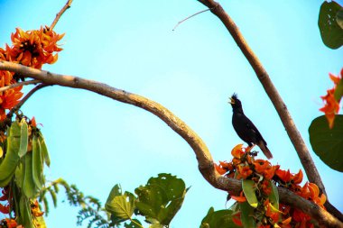 Bir kuş, bir ağaçta avını arıyor, Grandis.