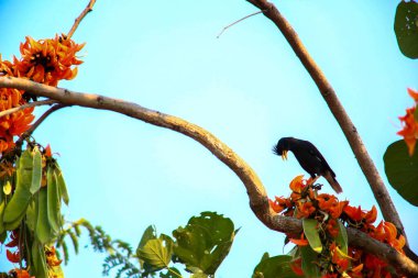 Bir kuş, bir ağaçta avını arıyor, Grandis.