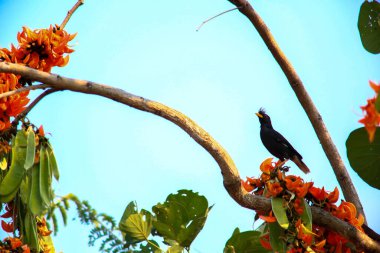 Bir kuş, bir ağaçta avını arıyor, Grandis.