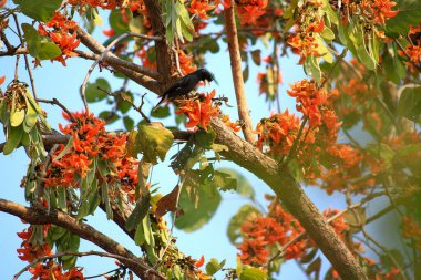 Bir kuş, bir ağaçta avını arıyor, Grandis.