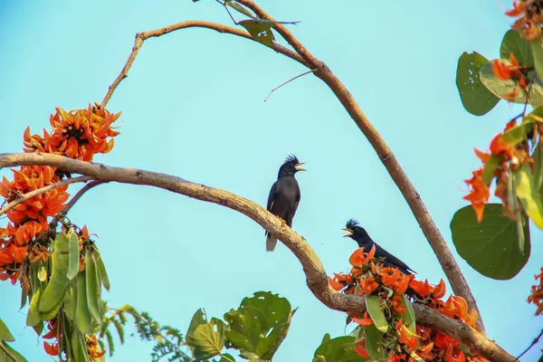 Bir kuş, bir ağaçta avını arıyor, Grandis.