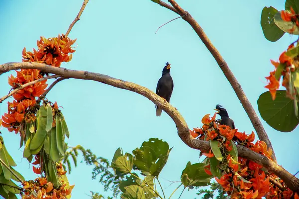 Bir kuş, bir ağaçta avını arıyor, Grandis.
