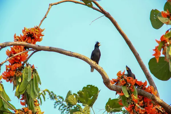 Bir kuş, bir ağaçta avını arıyor, Grandis.