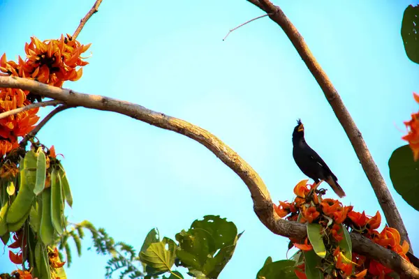 Bir kuş, bir ağaçta avını arıyor, Grandis.
