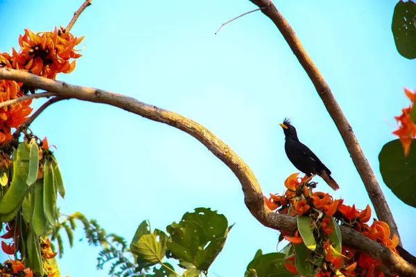 Bir kuş, bir ağaçta avını arıyor, Grandis.