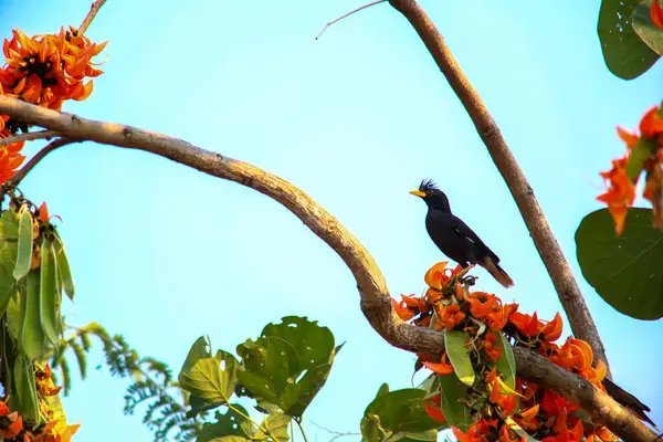 Bir kuş, bir ağaçta avını arıyor, Grandis.