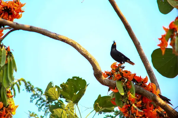 Bir kuş, bir ağaçta avını arıyor, Grandis.