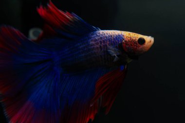 Beta, su mavisi ve kırmızı renk. Siyah arka planda savaşan Siyam Balığı.