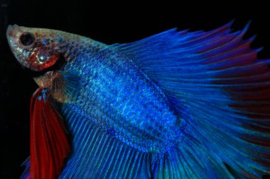 Beta, su mavisi ve kırmızı renk. Siyah arka planda savaşan Siyam Balığı.