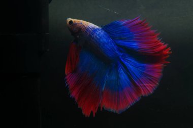 Beta, su mavisi ve kırmızı renk. Siyah arka planda savaşan Siyam Balığı.