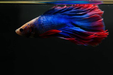 Beta, su mavisi ve kırmızı renk. Siyah arka planda savaşan Siyam Balığı.