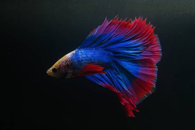 Beta, su mavisi ve kırmızı renk. Siyah arka planda savaşan Siyam Balığı.