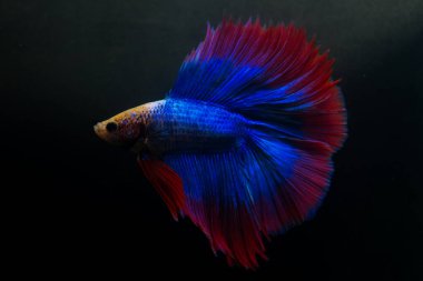 Beta, su mavisi ve kırmızı renk. Siyah arka planda savaşan Siyam Balığı.