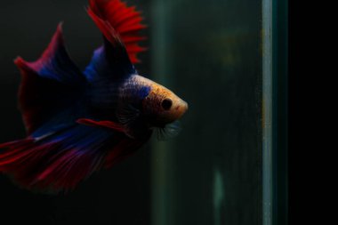 Beta, su mavisi ve kırmızı renk. Siyah arka planda savaşan Siyam Balığı.