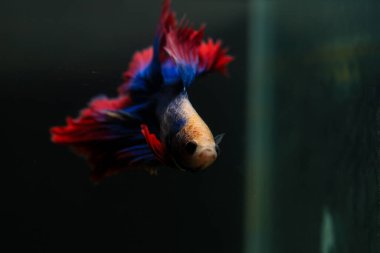 Beta, su mavisi ve kırmızı renk. Siyah arka planda savaşan Siyam Balığı.