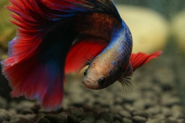 Beta, su mavisi ve kırmızı renk. Siyah arka planda savaşan Siyam Balığı.