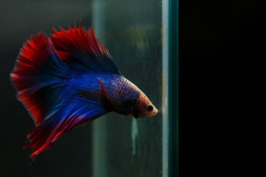 Beta, su mavisi ve kırmızı renk. Siyah arka planda savaşan Siyam Balığı.