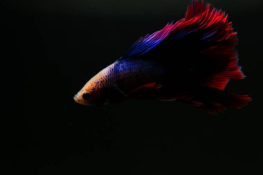 Beta, su mavisi ve kırmızı renk. Siyah arka planda savaşan Siyam Balığı.