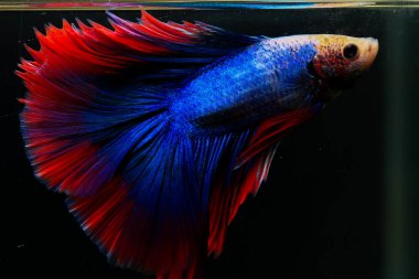 Beta, su mavisi ve kırmızı renk. Siyah arka planda savaşan Siyam Balığı.