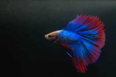 Beta, su mavisi ve kırmızı renk. Siyah arka planda savaşan Siyam Balığı.