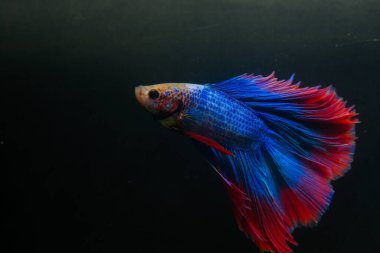 Beta, su mavisi ve kırmızı renk. Siyah arka planda savaşan Siyam Balığı.