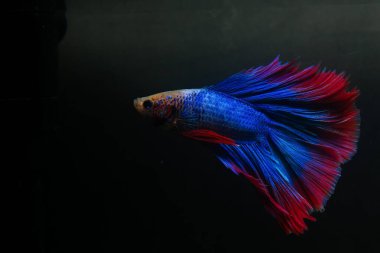 Beta, su mavisi ve kırmızı renk. Siyah arka planda savaşan Siyam Balığı.