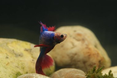 Beta, su mavisi ve kırmızı renk. Siyah arka planda savaşan Siyam Balığı.