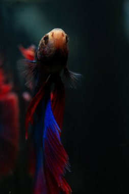 Beta, su mavisi ve kırmızı renk. Siyah arka planda savaşan Siyam Balığı.