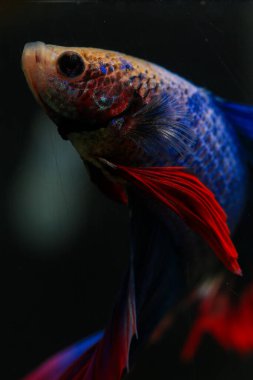 Beta, su mavisi ve kırmızı renk. Siyah arka planda savaşan Siyam Balığı.