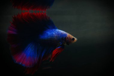 Beta, su mavisi ve kırmızı renk. Siyah arka planda savaşan Siyam Balığı.