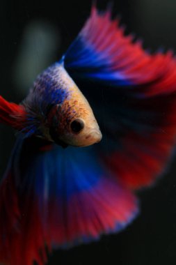 Beta, su mavisi ve kırmızı renk. Siyah arka planda savaşan Siyam Balığı.