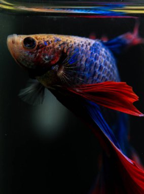 Beta, su mavisi ve kırmızı renk. Siyah arka planda savaşan Siyam Balığı.