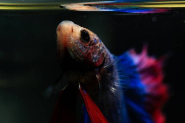 Beta, su mavisi ve kırmızı renk. Siyah arka planda savaşan Siyam Balığı.