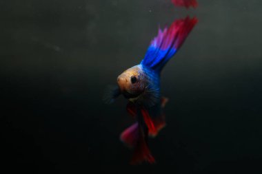 Beta, su mavisi ve kırmızı renk. Siyah arka planda savaşan Siyam Balığı.