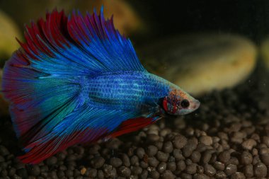 Beta, su mavisi ve kırmızı renk. Siyah arka planda savaşan Siyam Balığı.