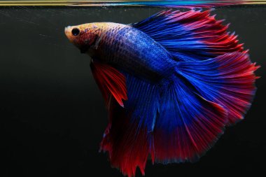 Beta, su mavisi ve kırmızı renk. Siyah arka planda savaşan Siyam Balığı.