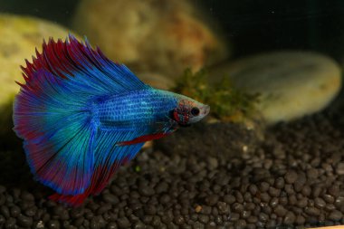 Beta, su mavisi ve kırmızı renk. Siyah arka planda savaşan Siyam Balığı.