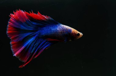 Beta, su mavisi ve kırmızı renk. Siyah arka planda savaşan Siyam Balığı.