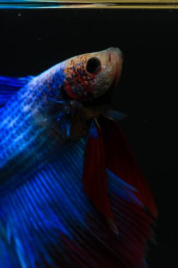 Beta, su mavisi ve kırmızı renk. Siyah arka planda savaşan Siyam Balığı.