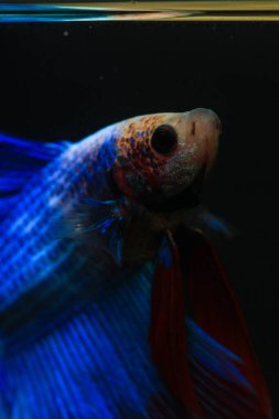 Beta, su mavisi ve kırmızı renk. Siyah arka planda savaşan Siyam Balığı.