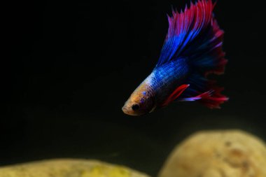 Beta, su mavisi ve kırmızı renk. Siyah arka planda savaşan Siyam Balığı.