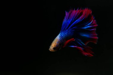 Beta, su mavisi ve kırmızı renk. Siyah arka planda savaşan Siyam Balığı.